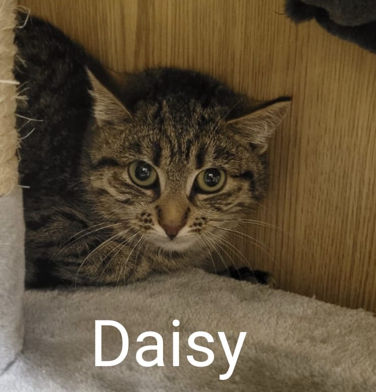Daisy