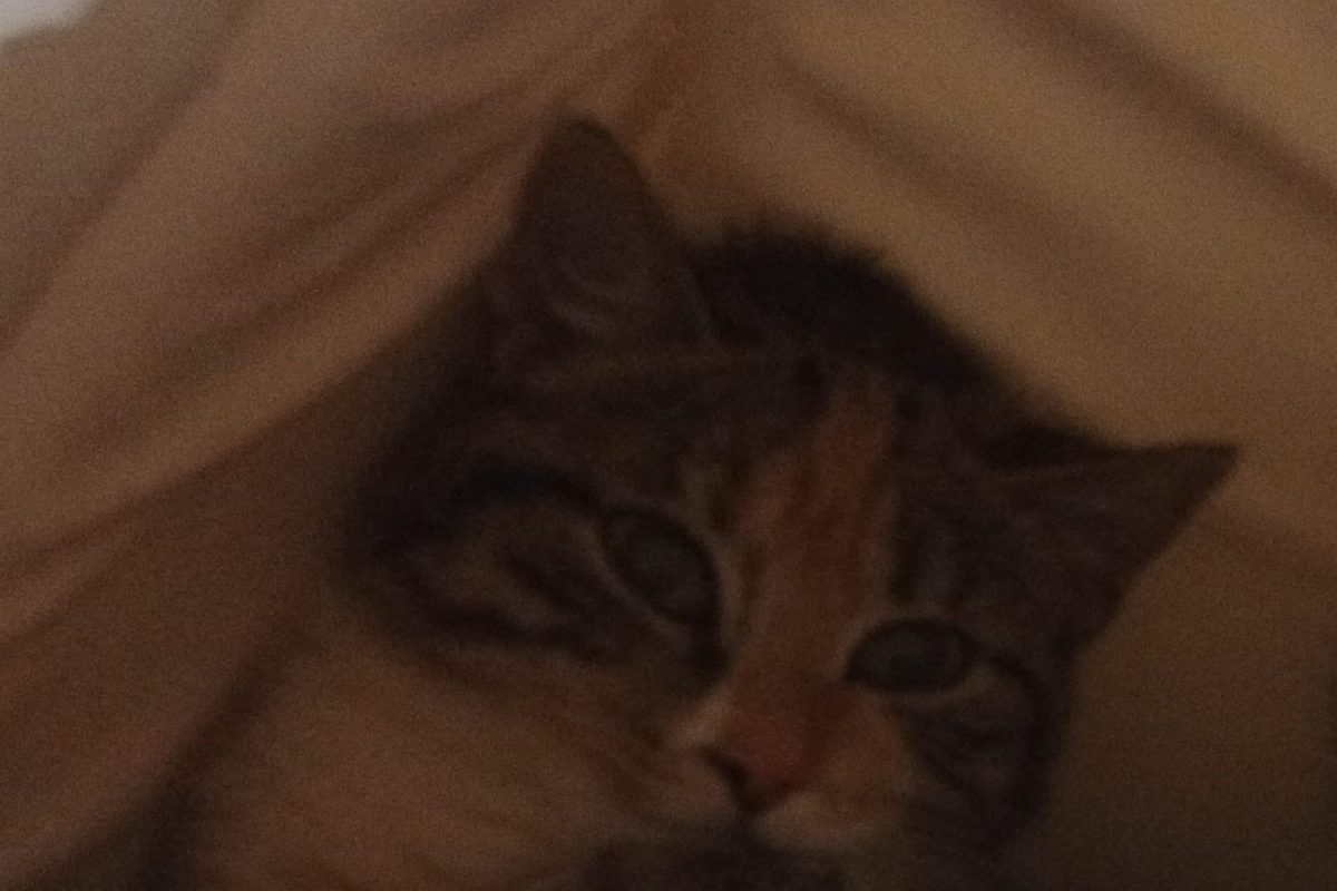 Dina