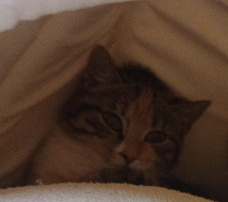 Dina