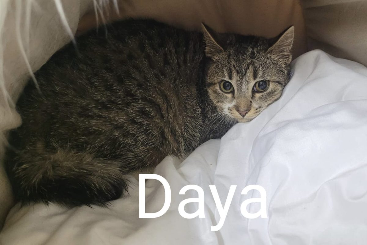 Daya