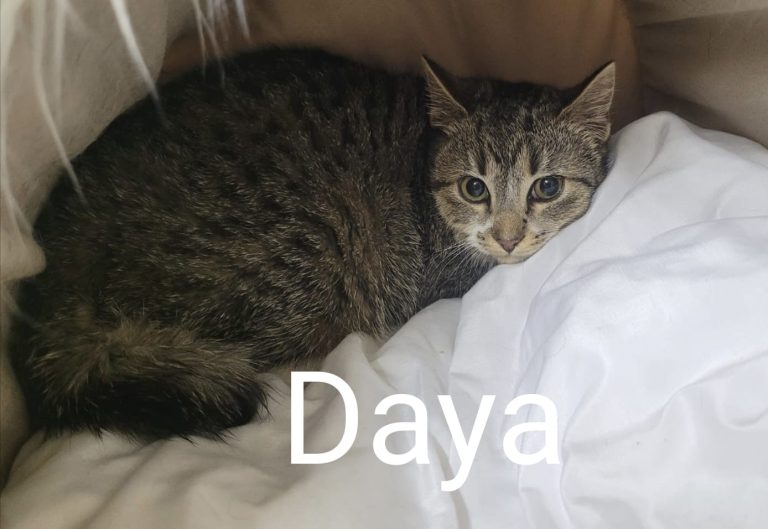 Daya