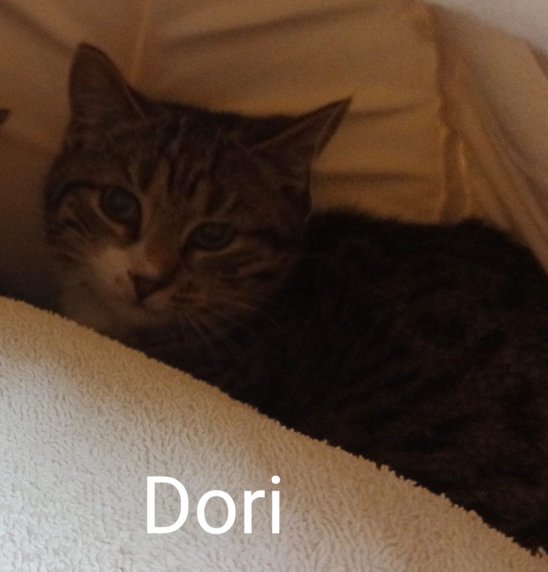 Dori