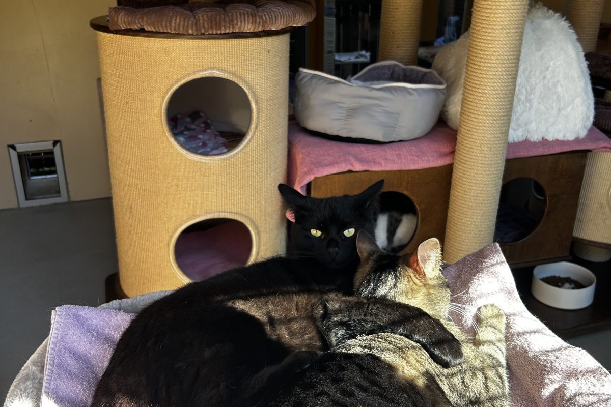 Stella und Gandalf