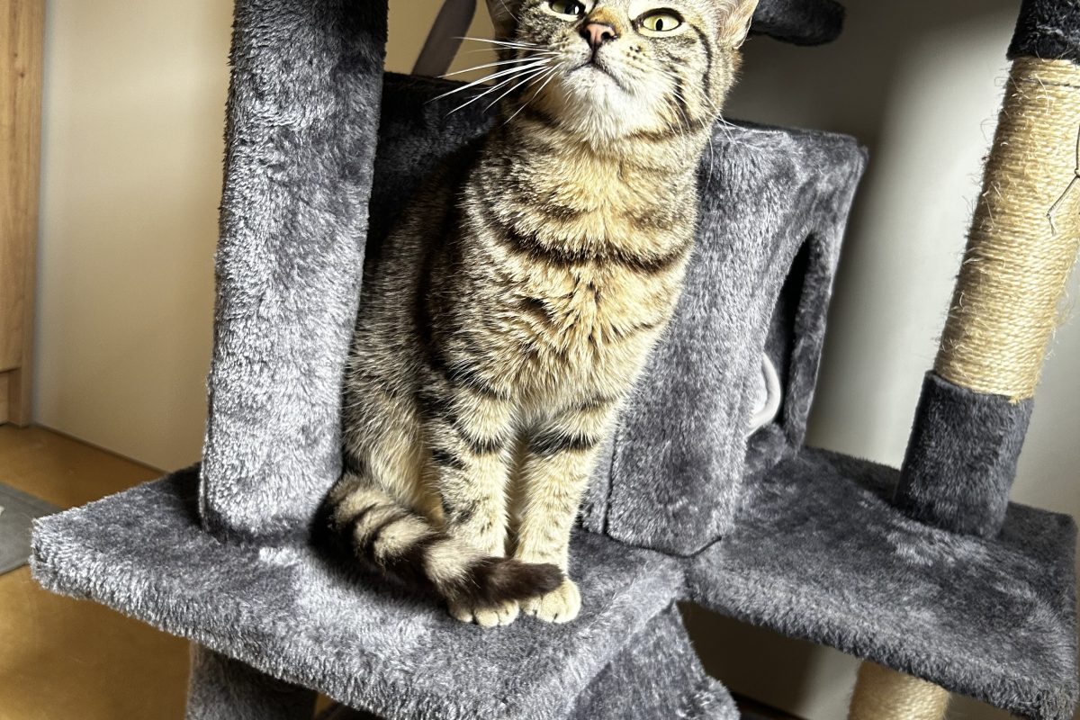 Junger Kater zugelaufen