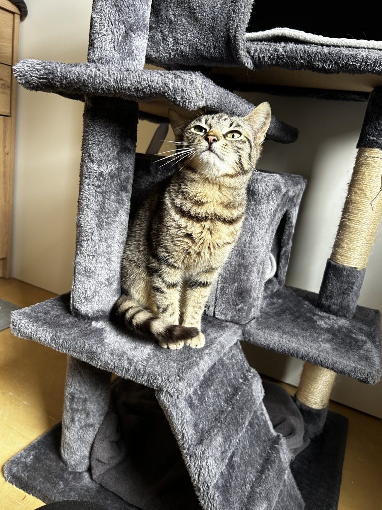 Junger Kater zugelaufen