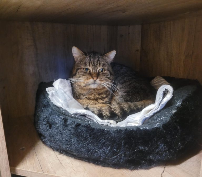 Mogli