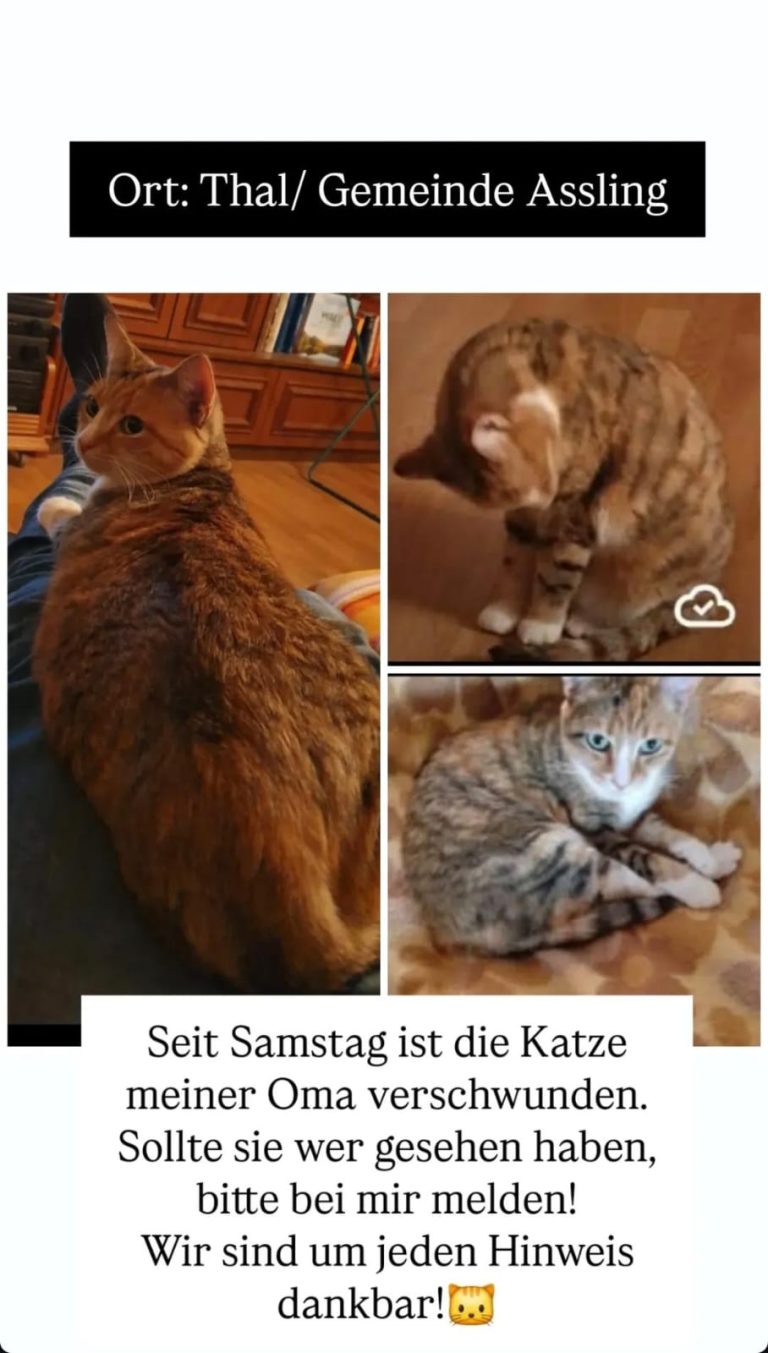 Vermisste Katze in Thal/Assling
