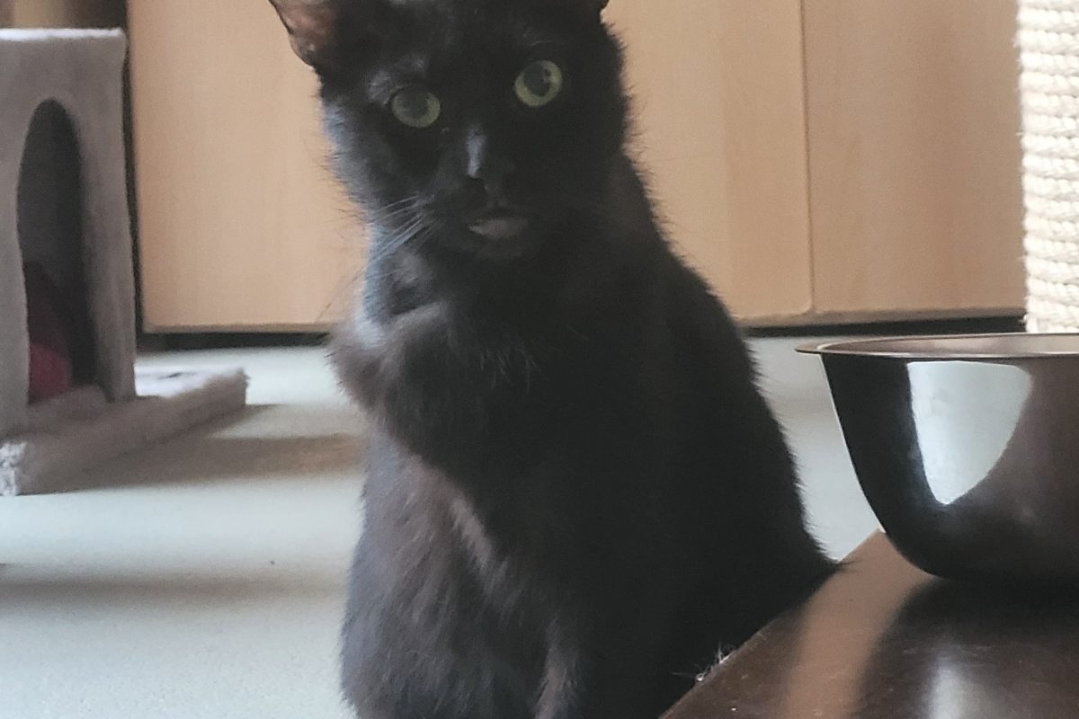 Loki
