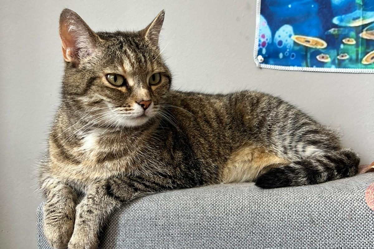 Kitty – Vermittlungshilfe