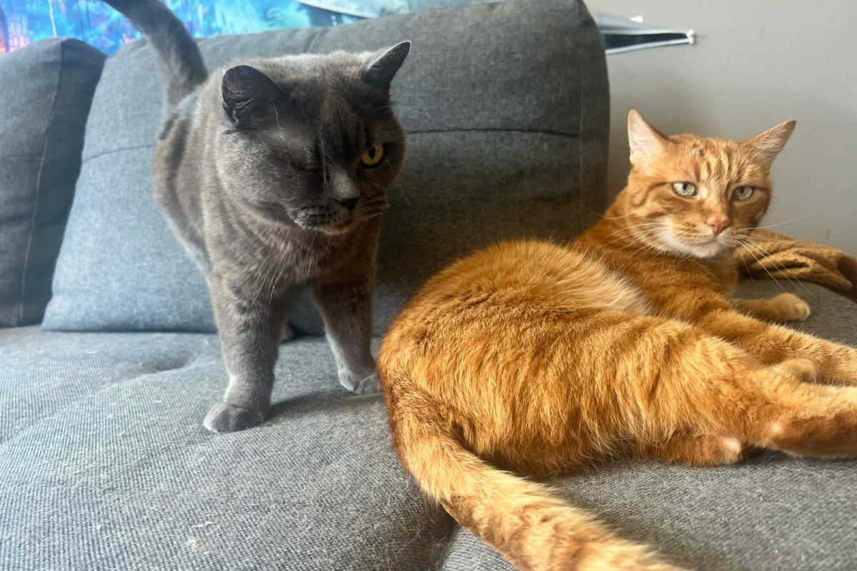 Suki und Tommy – Vermittlungshilfe