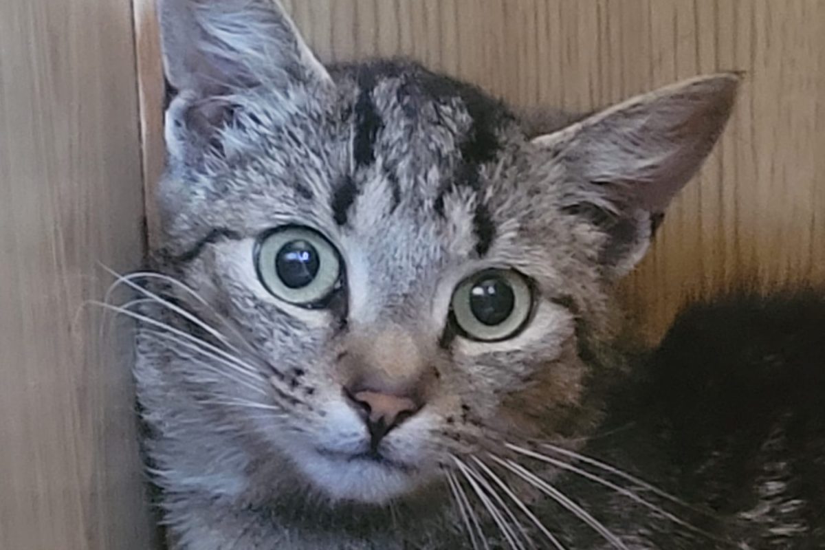 Findus