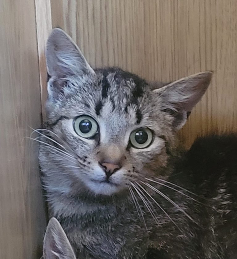 Findus