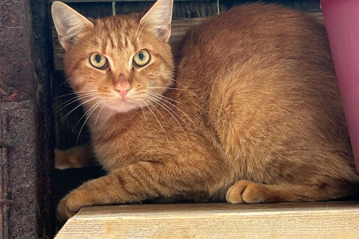 Kosmo