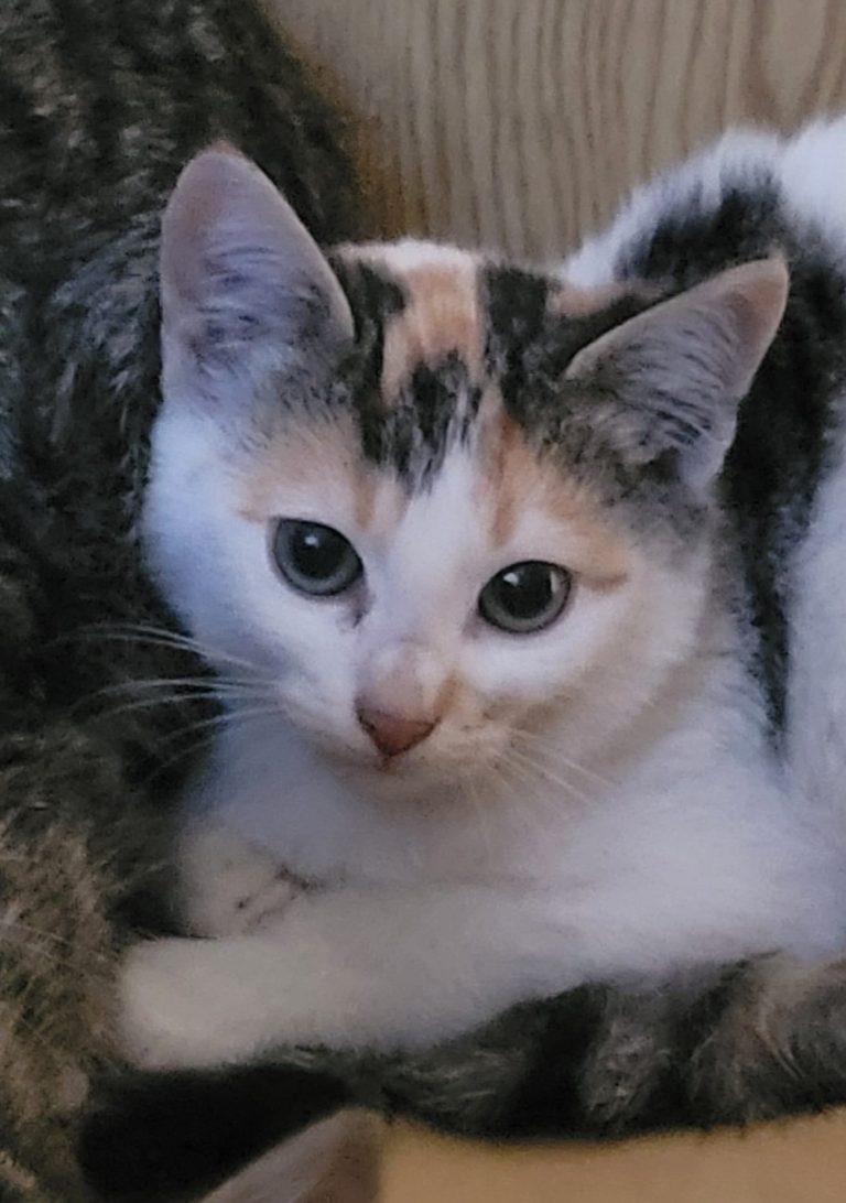 Lola