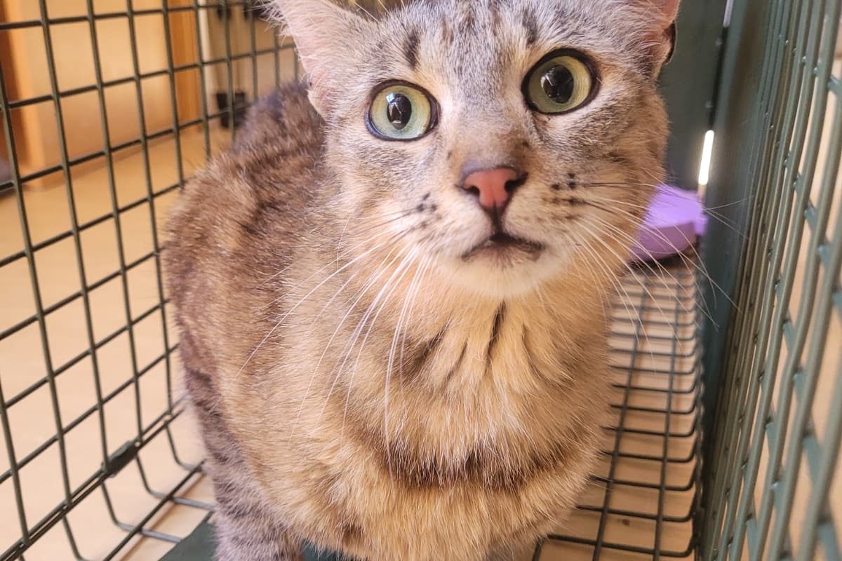 Minka