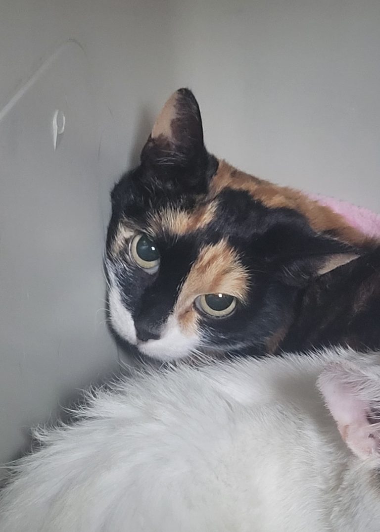 Ronja