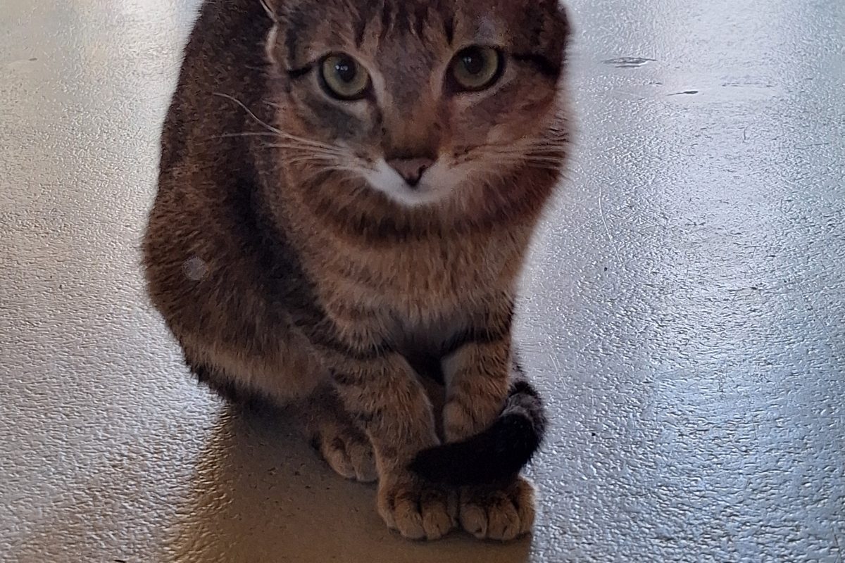Tom