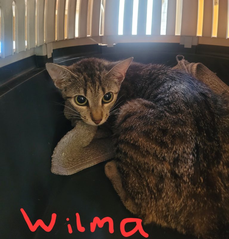 Wilma