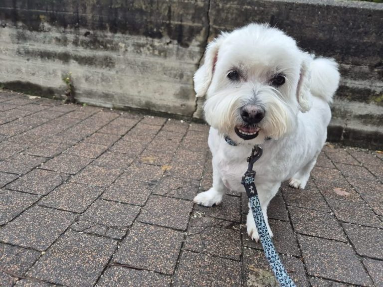 Lucky – Vermittlungshilfe