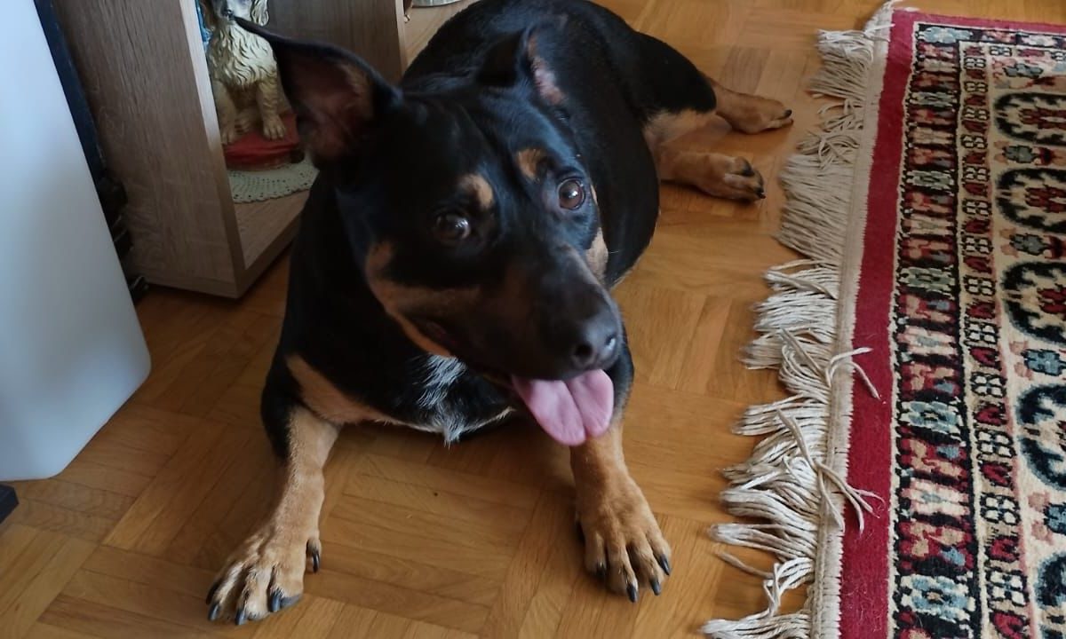 Vito – Vermittlungshilfe
