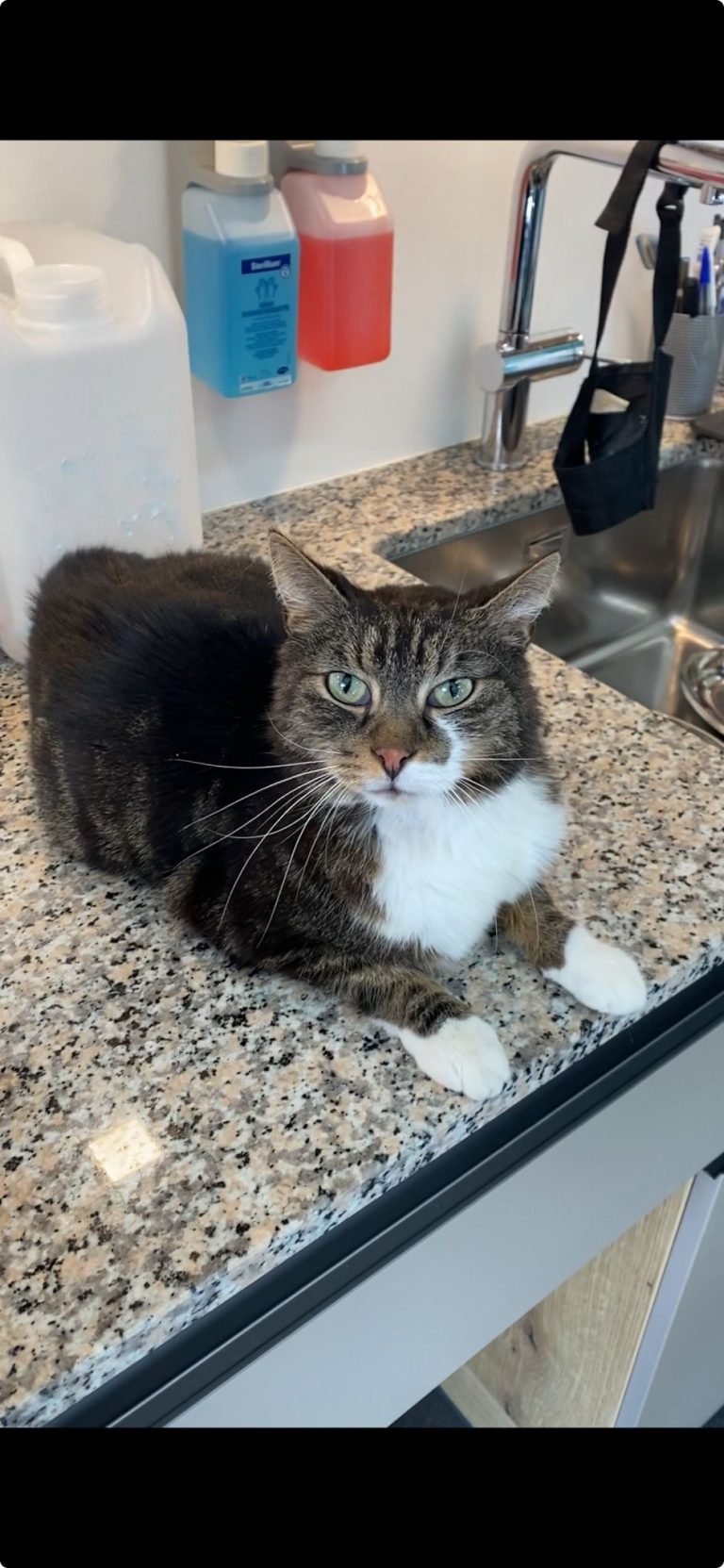 Vermittlungshilfe – FIV positive Katze