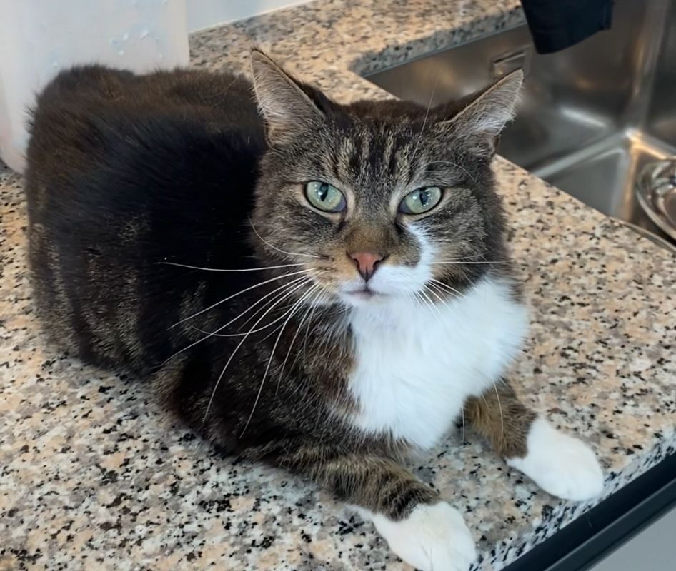 Vermittlungshilfe – FIV positive Katze