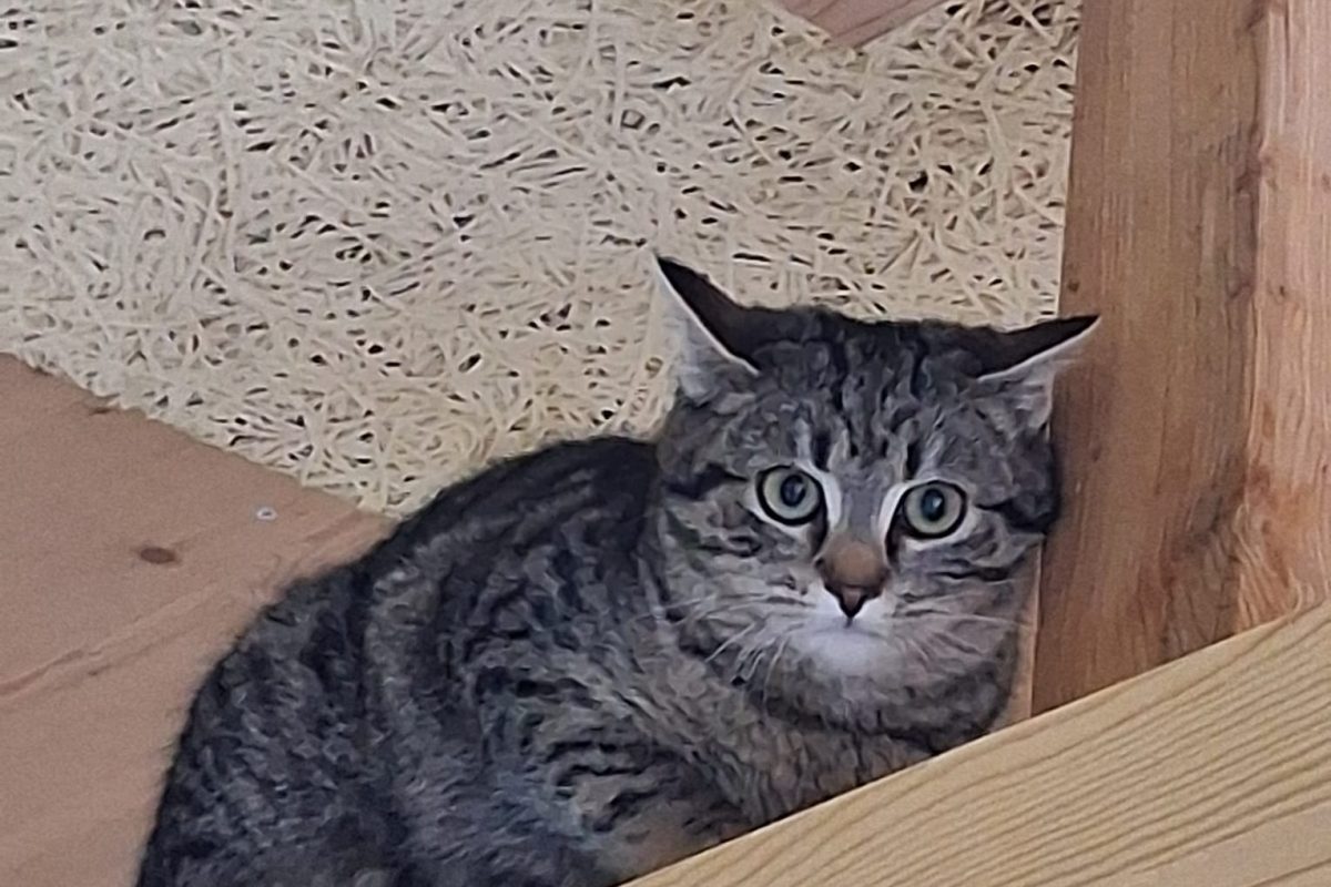 Nora