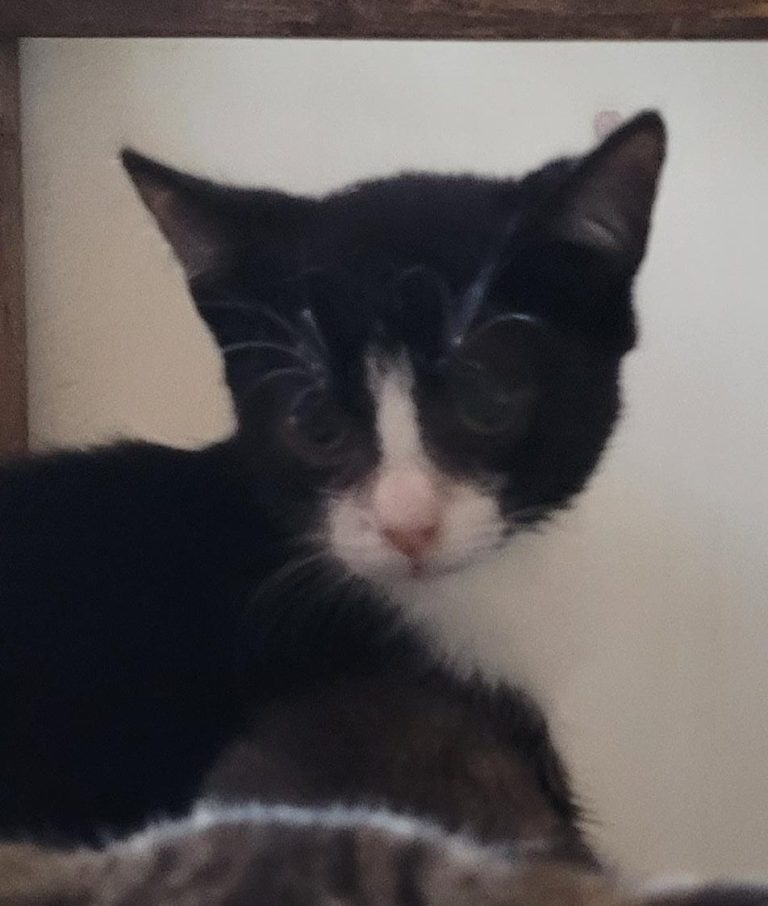 Odin